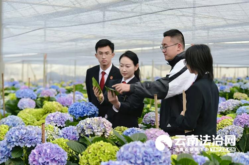 云南法院硬核护航“云花”盛放
